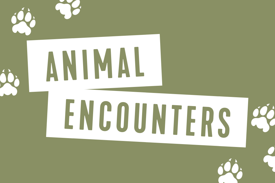 Graphic that reads animal encounters